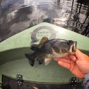 An angler holding a freshly caught bass on the deck of a round boat