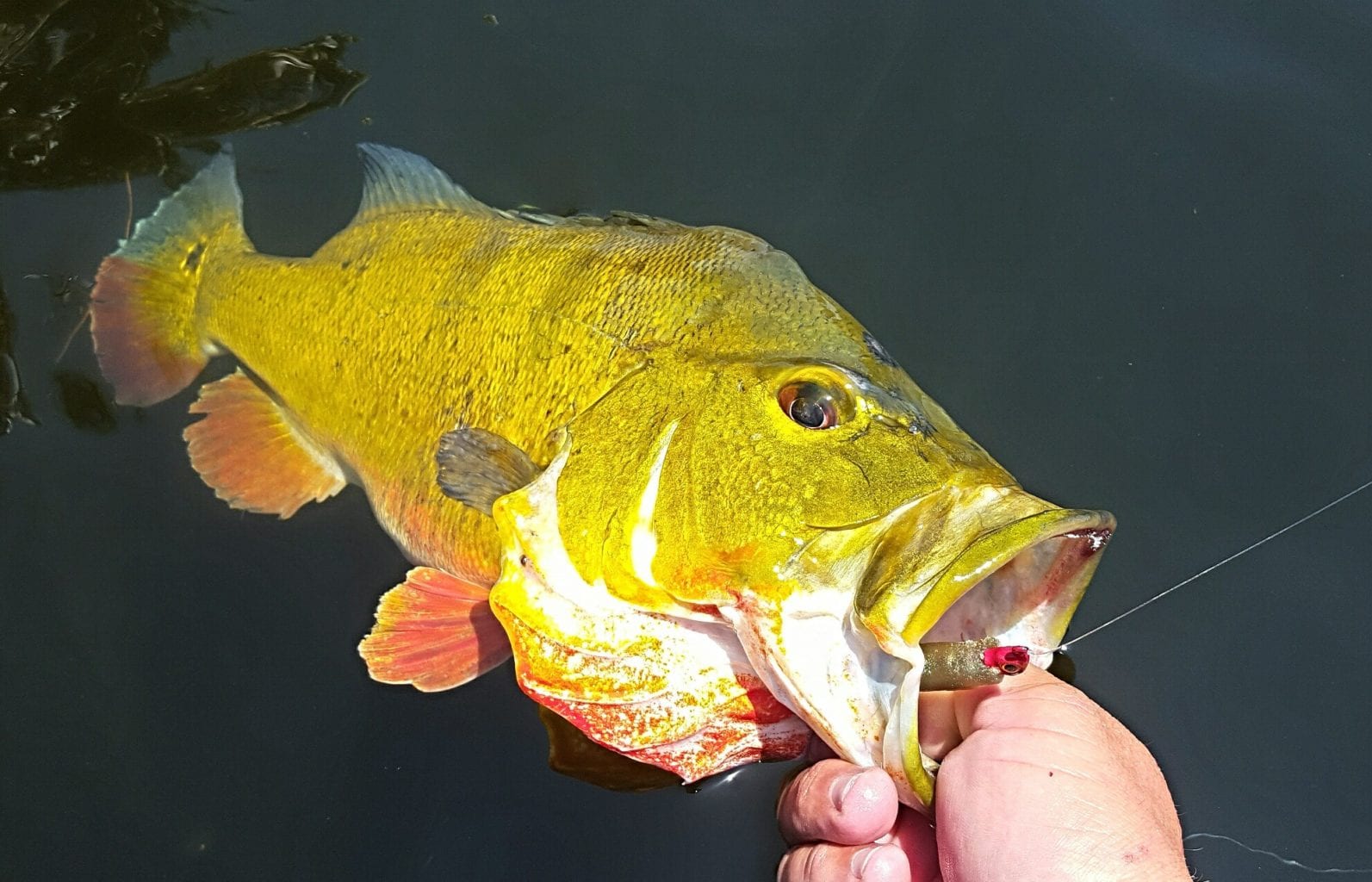 A florida peacock bass that was just caught